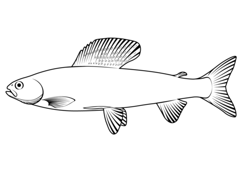 Arctic Grayling (Thymallus Arcticus) Coloring Page